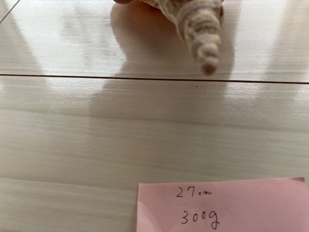 ホラ貝　法螺貝　３個