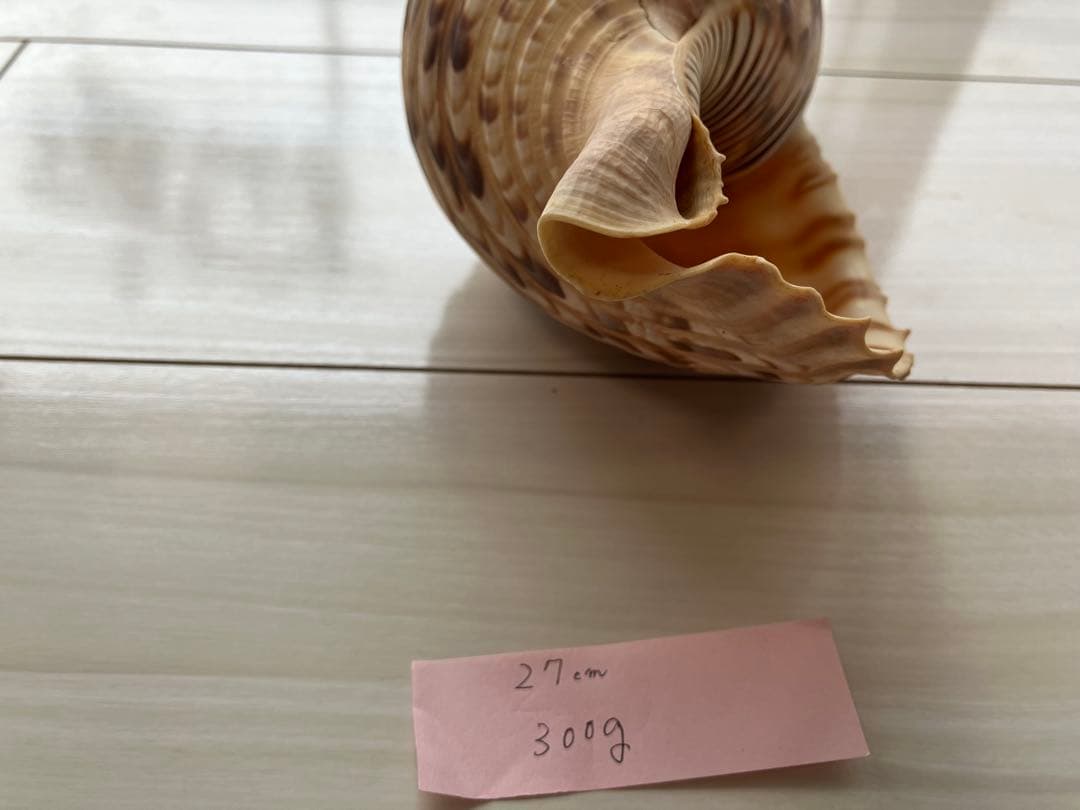 ホラ貝　法螺貝　３個