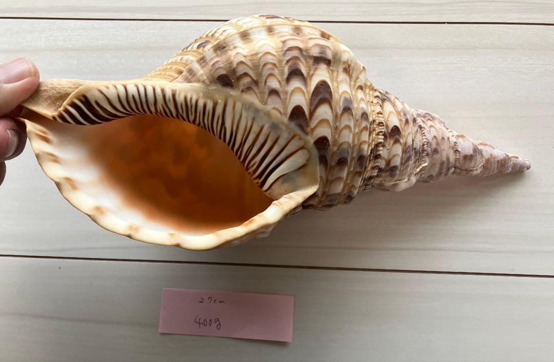 ホラ貝　法螺貝　３個