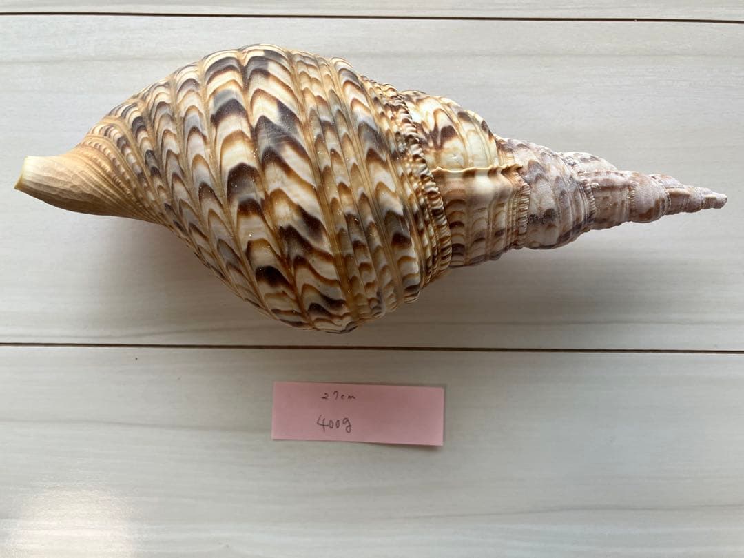 ホラ貝　法螺貝　３個