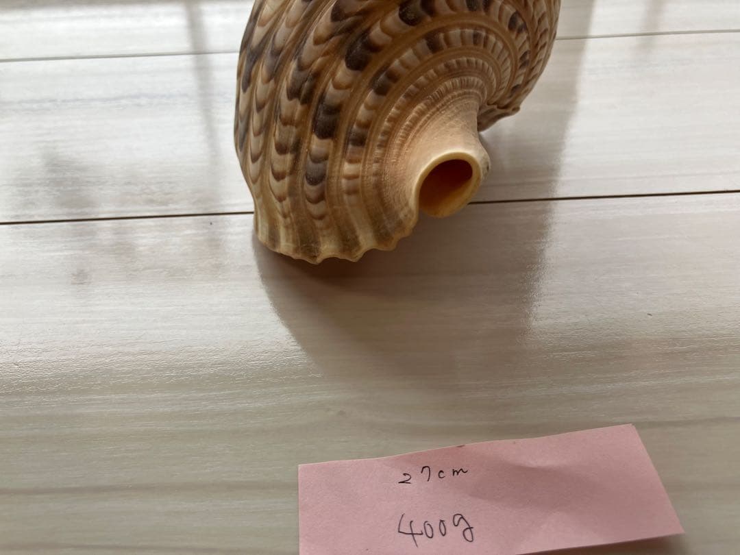 ホラ貝　法螺貝　３個