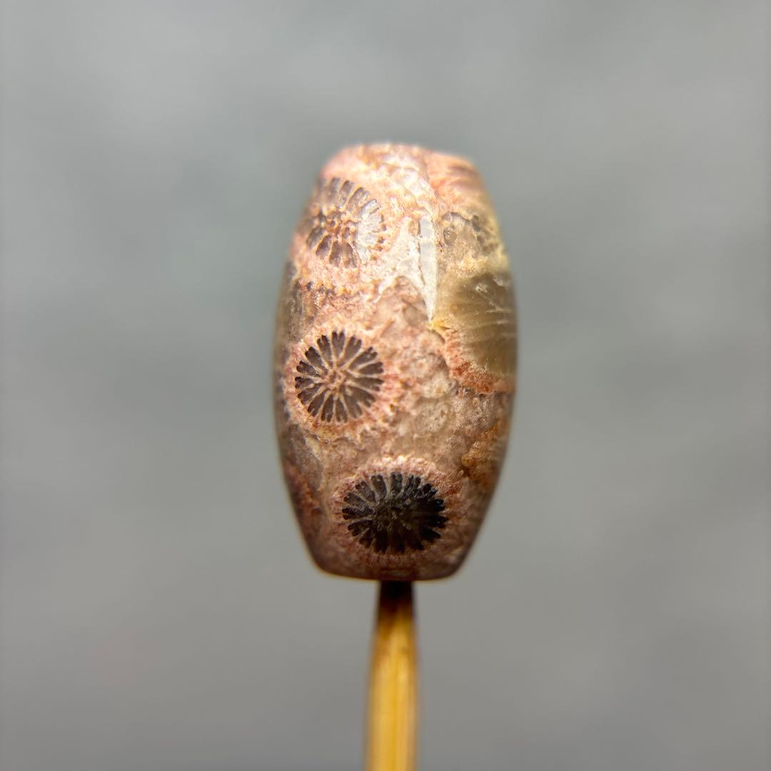 ユッキーフォッシルコーラル　天珠　1-287