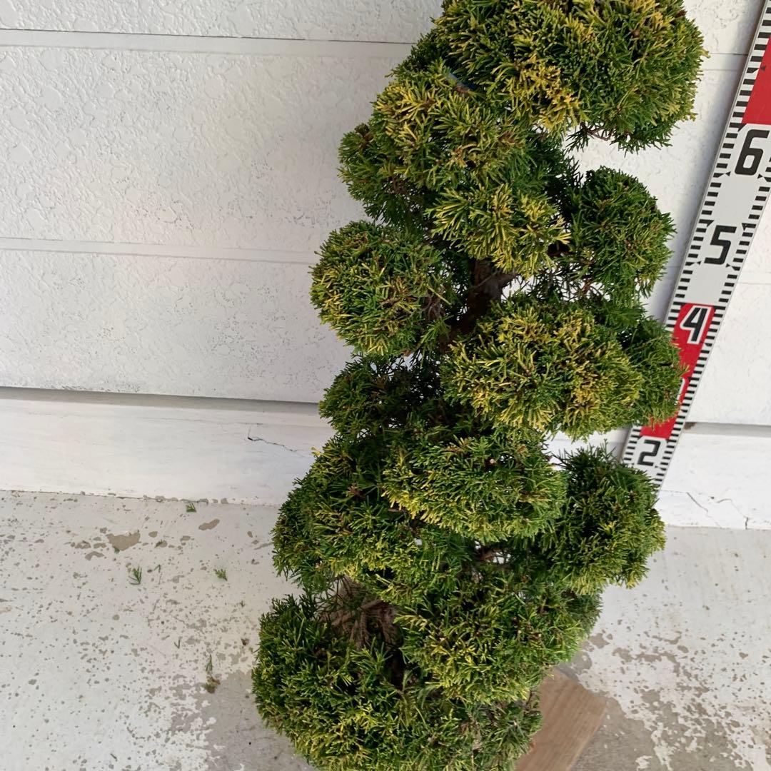 売り尽くし 黄金真柏 約70cm【オウゴンシンパク/盆栽/日本庭園】48