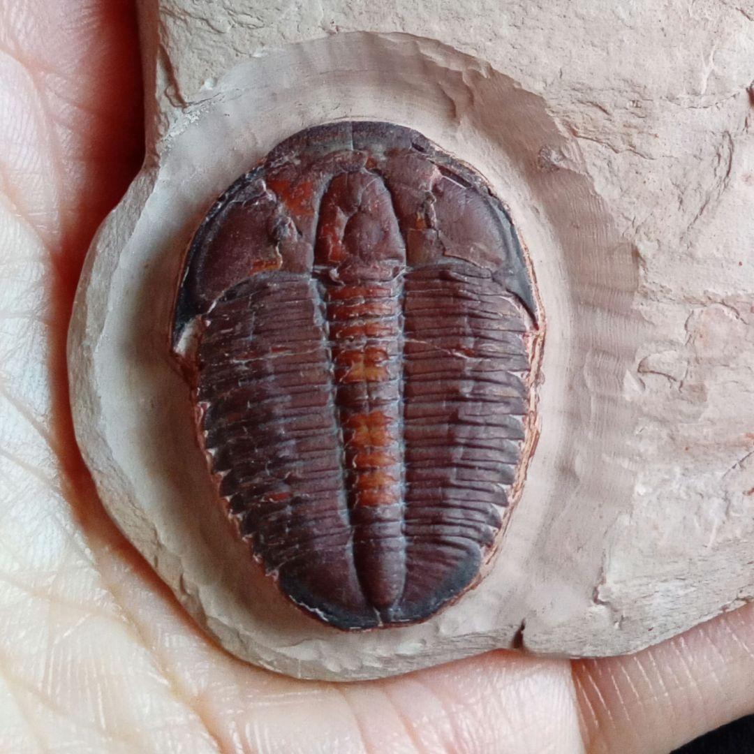 三葉虫　エルラシア　レッド　特大　33mm　ＵＳＡ　完全体　極美麗　極めて希少