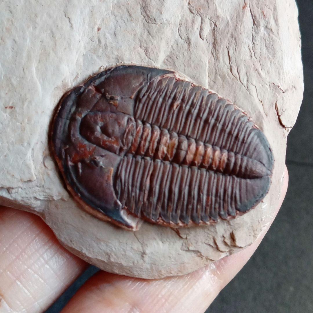 三葉虫　エルラシア　レッド　特大　33mm　ＵＳＡ　完全体　極美麗　極めて希少
