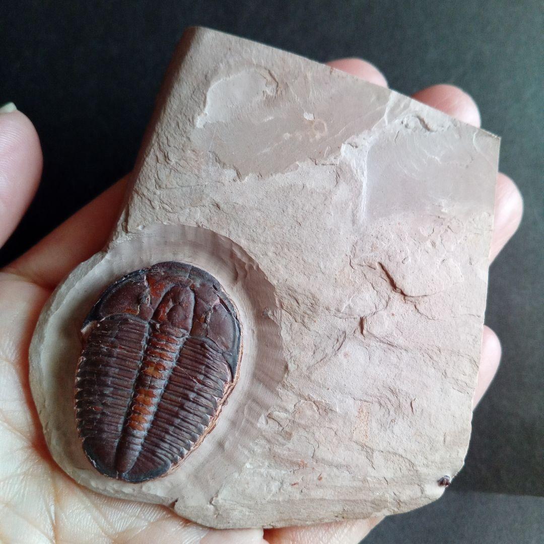 三葉虫　エルラシア　レッド　特大　33mm　ＵＳＡ　完全体　極美麗　極めて希少