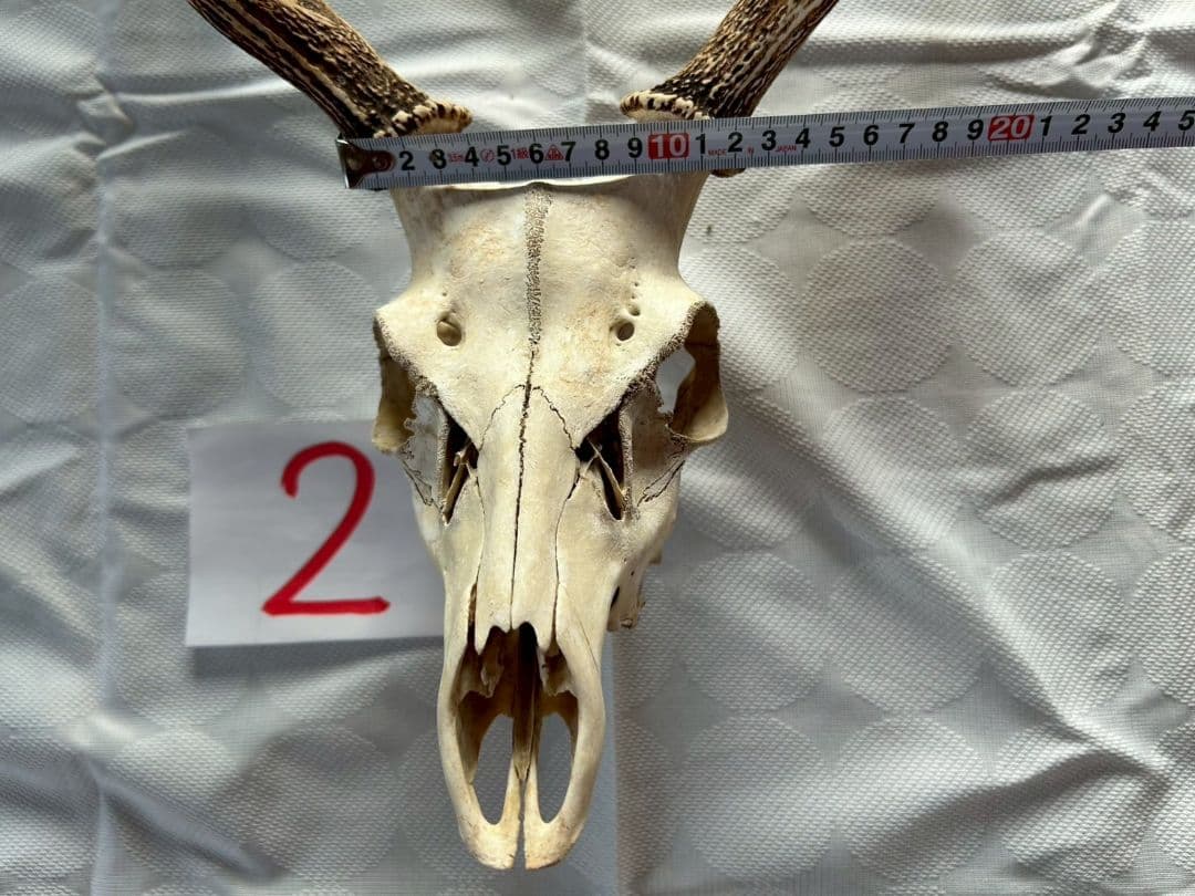 ②[1点もの] ハンティングトロフィー　鹿の角　頭蓋骨　日本鹿　スカル