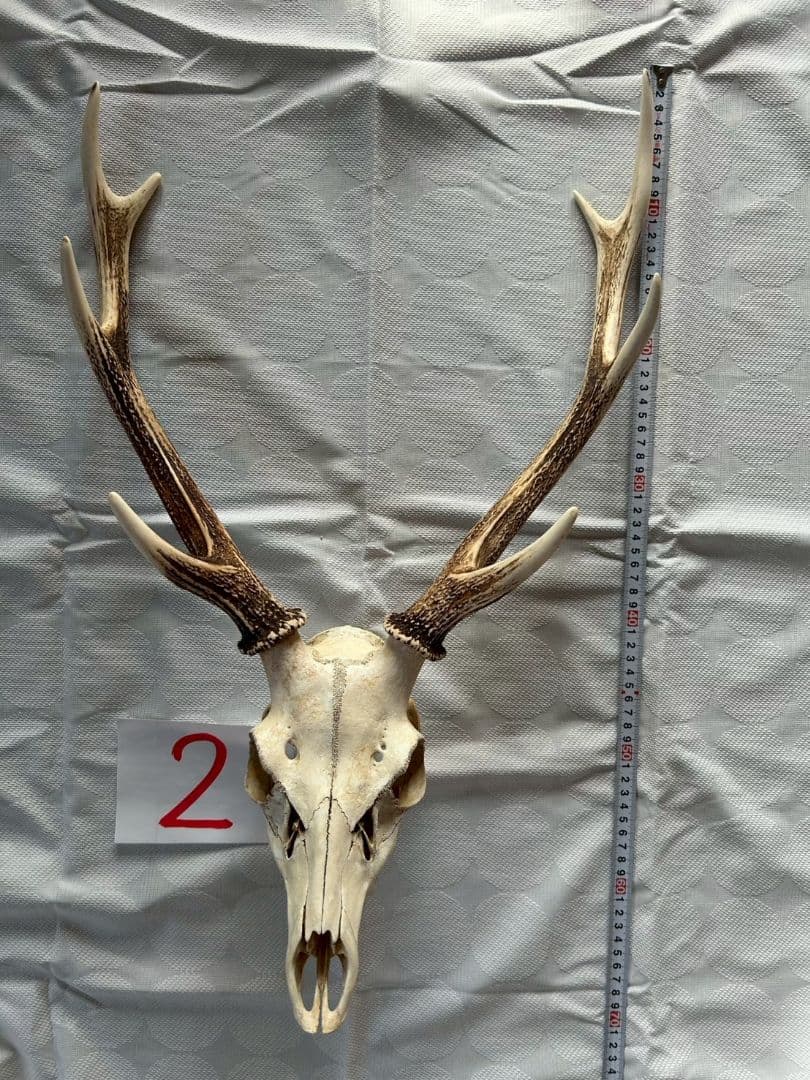 ②[1点もの] ハンティングトロフィー　鹿の角　頭蓋骨　日本鹿　スカル