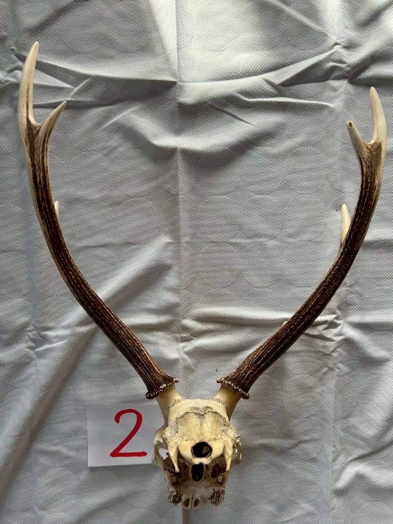 ②[1点もの] ハンティングトロフィー　鹿の角　頭蓋骨　日本鹿　スカル
