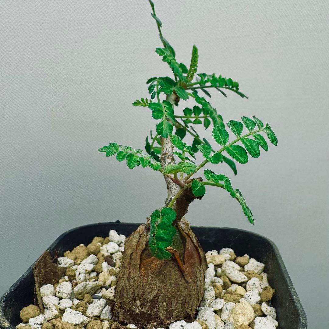 【実生素材】パキコルムスディスカラー