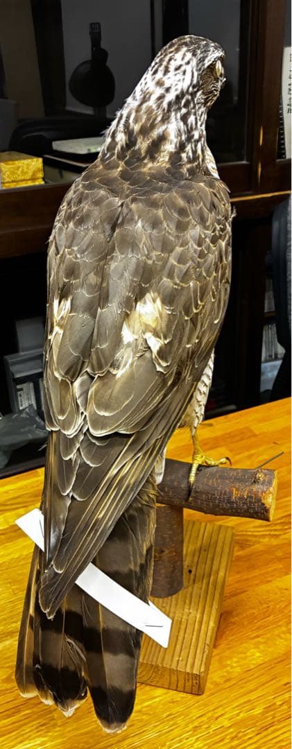 オオタカの剥製 木製スタンド付き