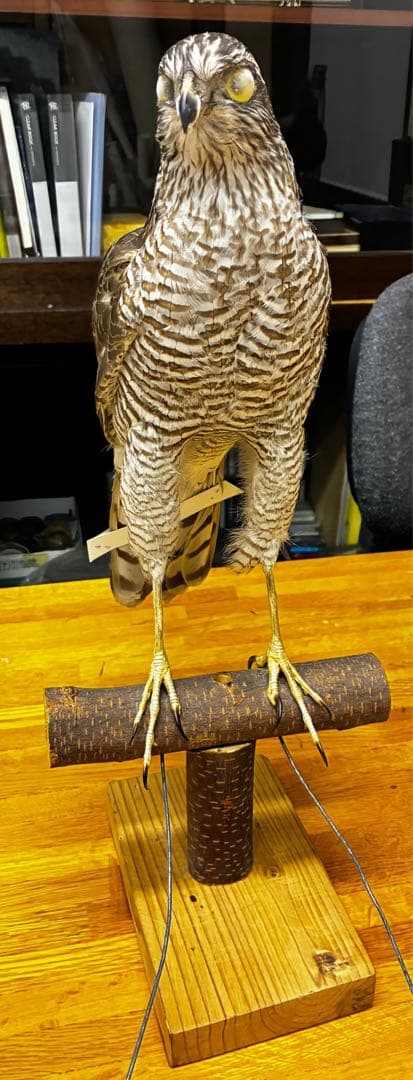オオタカの剥製 木製スタンド付き