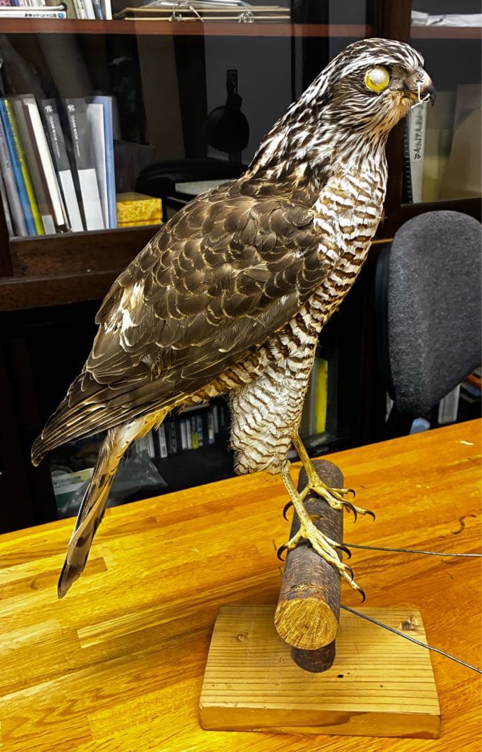 オオタカの剥製 木製スタンド付き