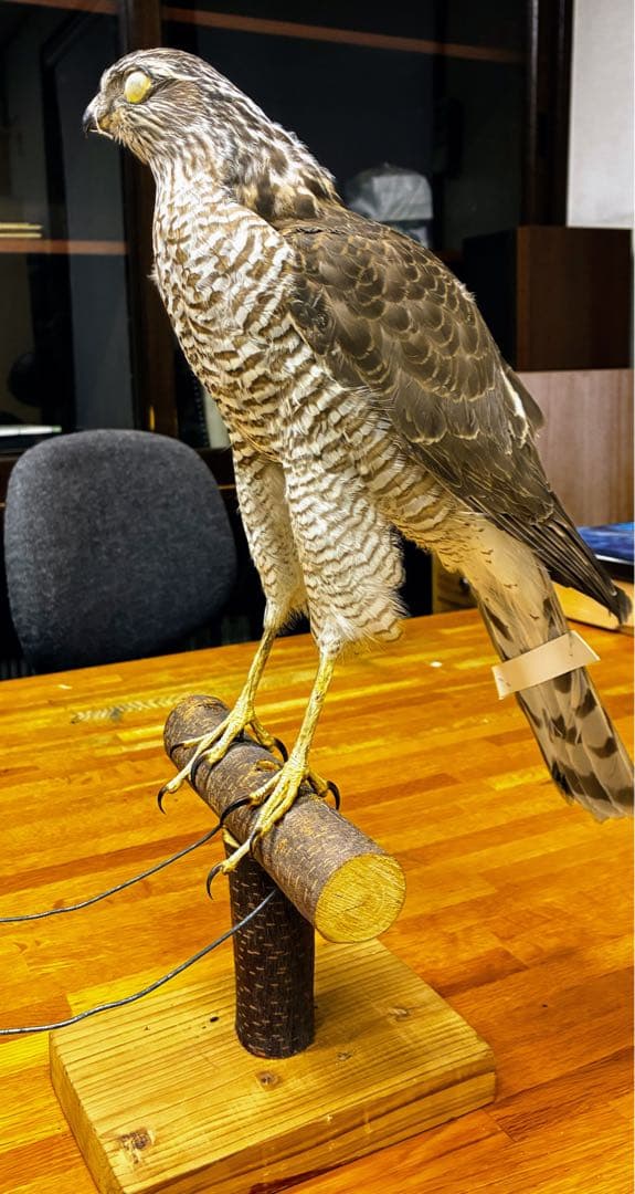 オオタカの剥製 木製スタンド付き