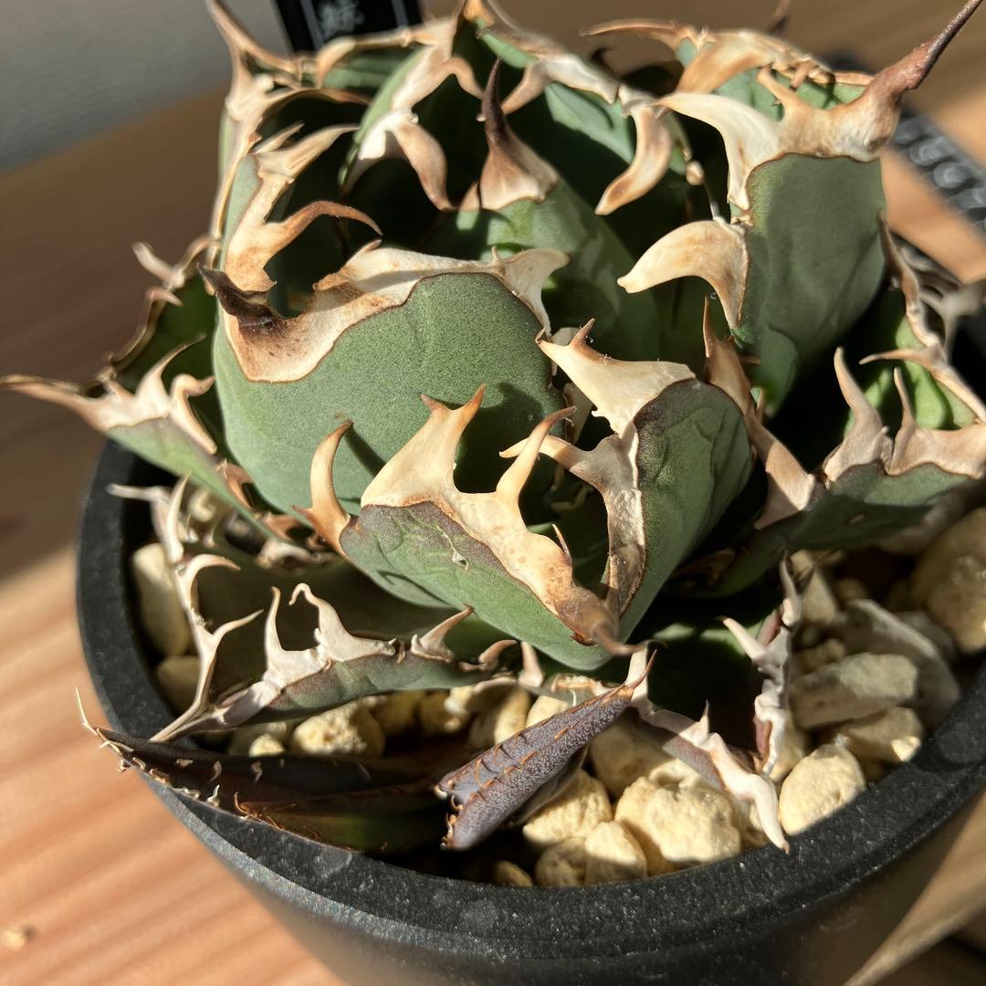 アガベ チタノタ 黒鯨 子株付き ボールタイプ