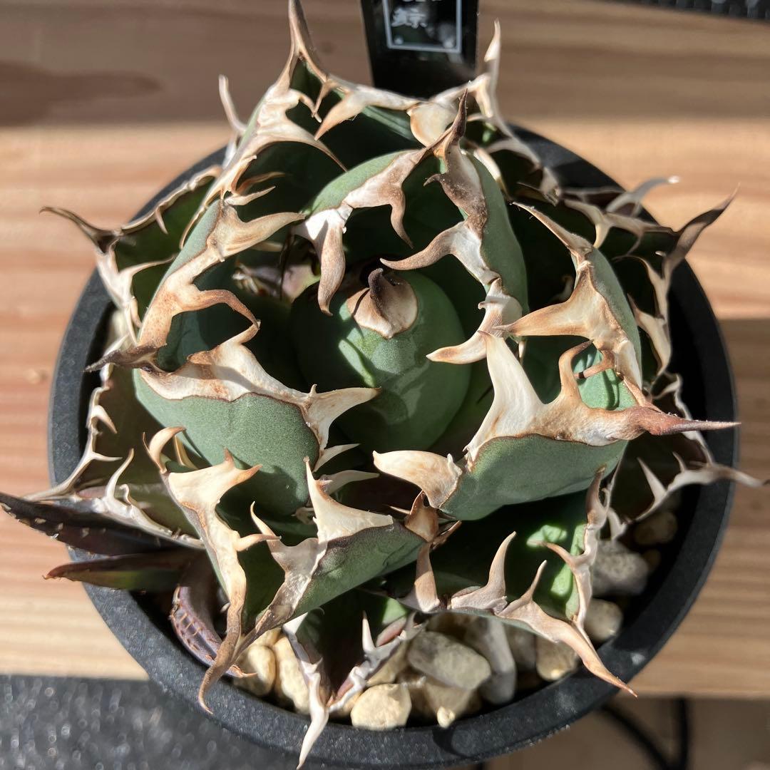 アガベ チタノタ 黒鯨 子株付き ボールタイプ