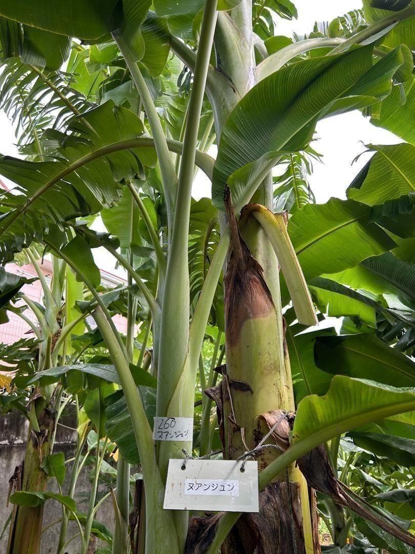 TVで話題の絶対糖度◆200cm巨大苗◆ドワーフ・ヌアンジュンバナナ◆準親株低木