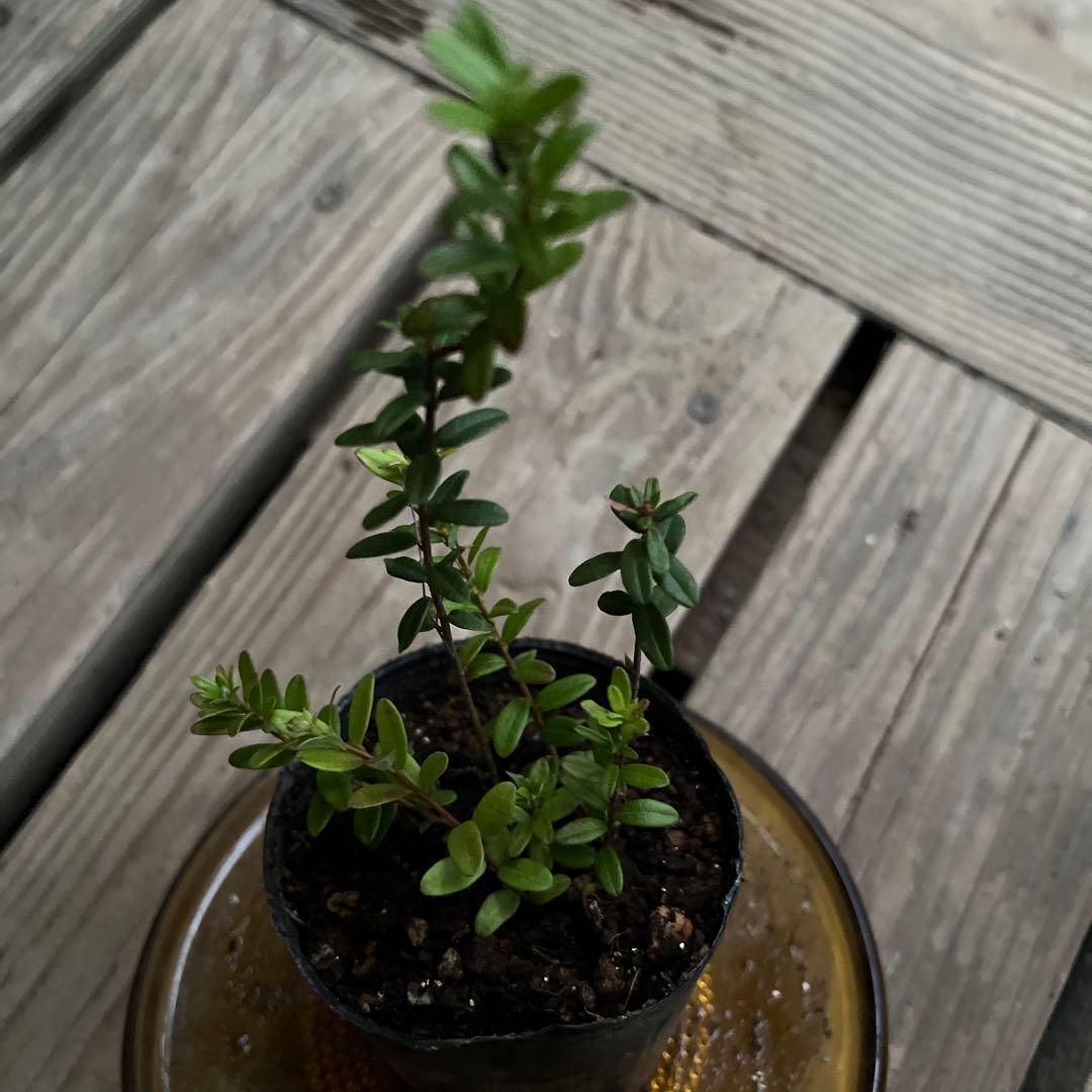 クランベリー苗　かわいいお庭