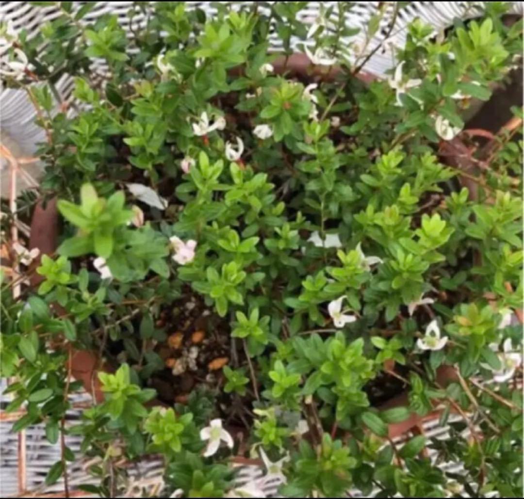 クランベリー苗　かわいいお庭