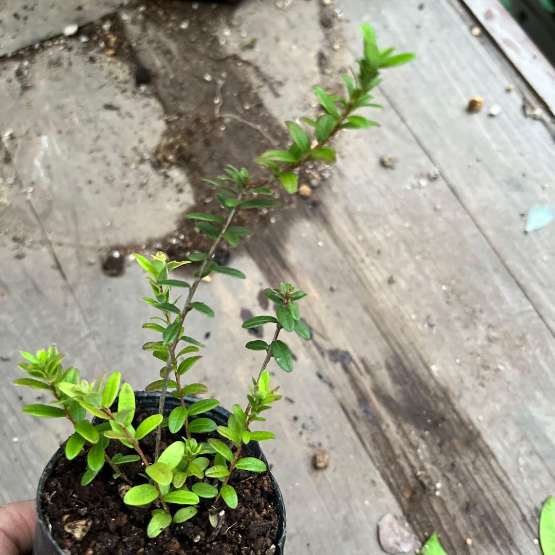 クランベリー苗　かわいいお庭