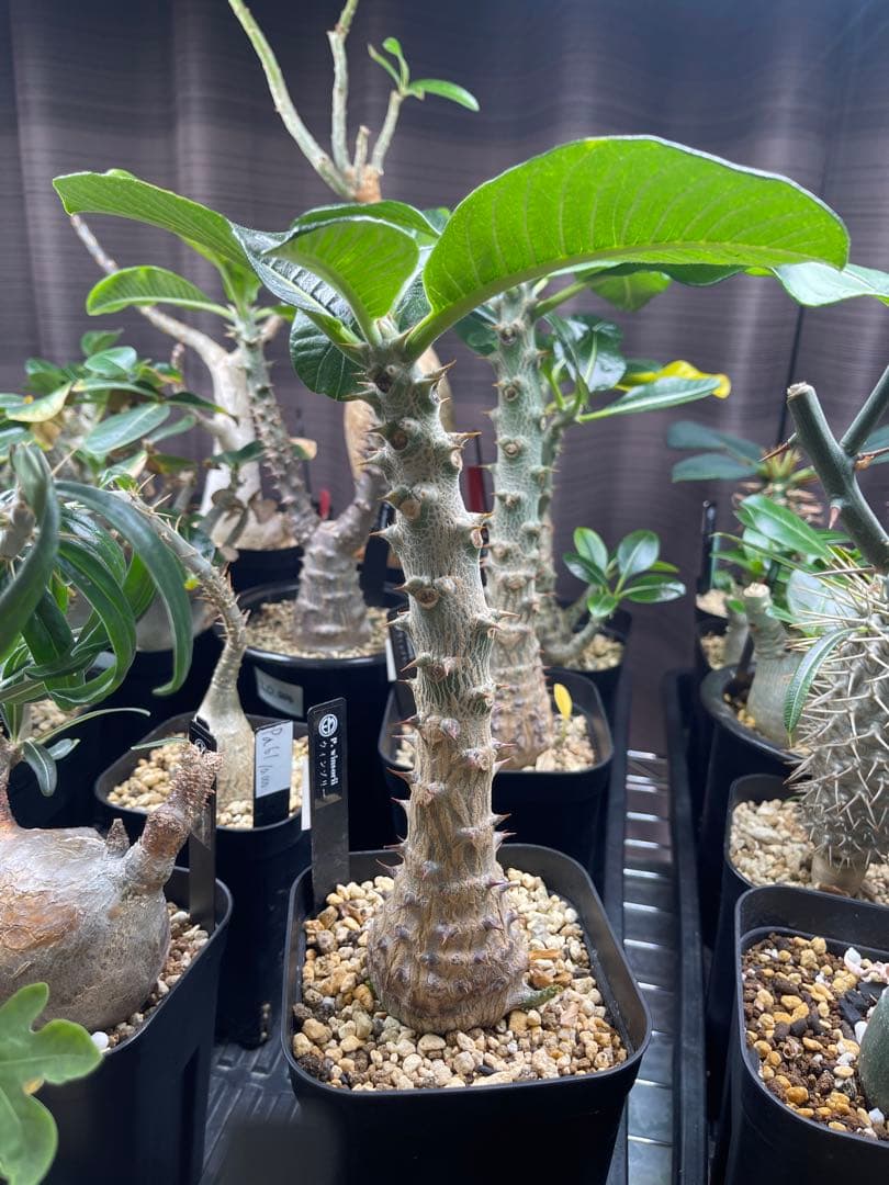 EMP パキポディウム ウィンゾリー 実生 / Pa82