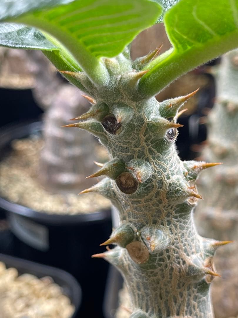 EMP パキポディウム ウィンゾリー 実生 / Pa82