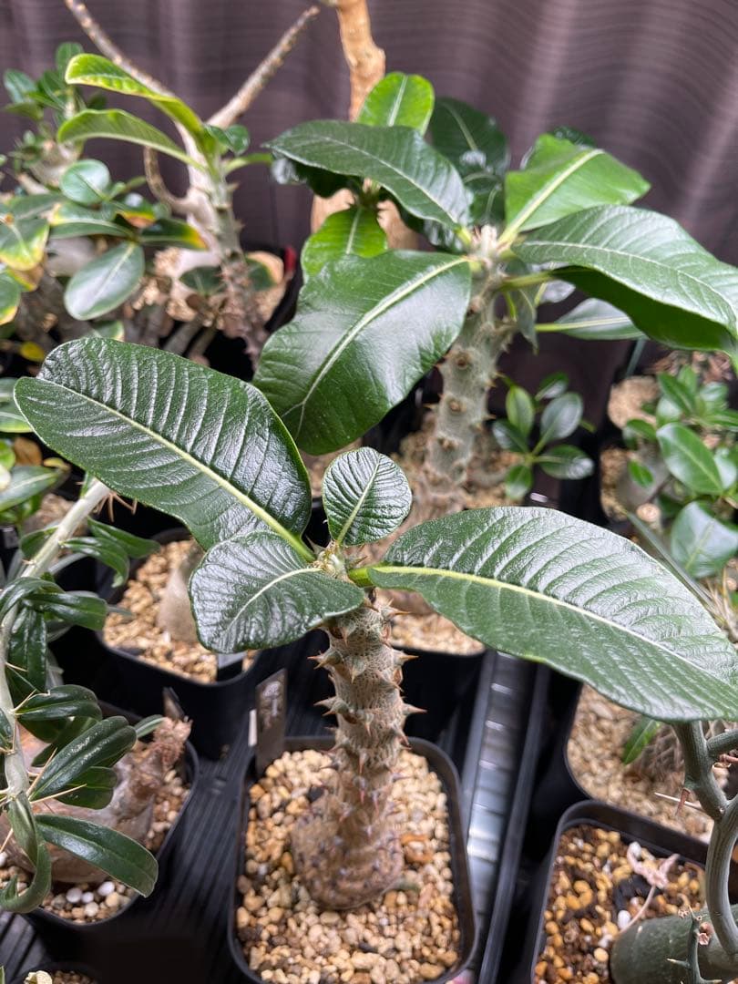 EMP パキポディウム ウィンゾリー 実生 / Pa82