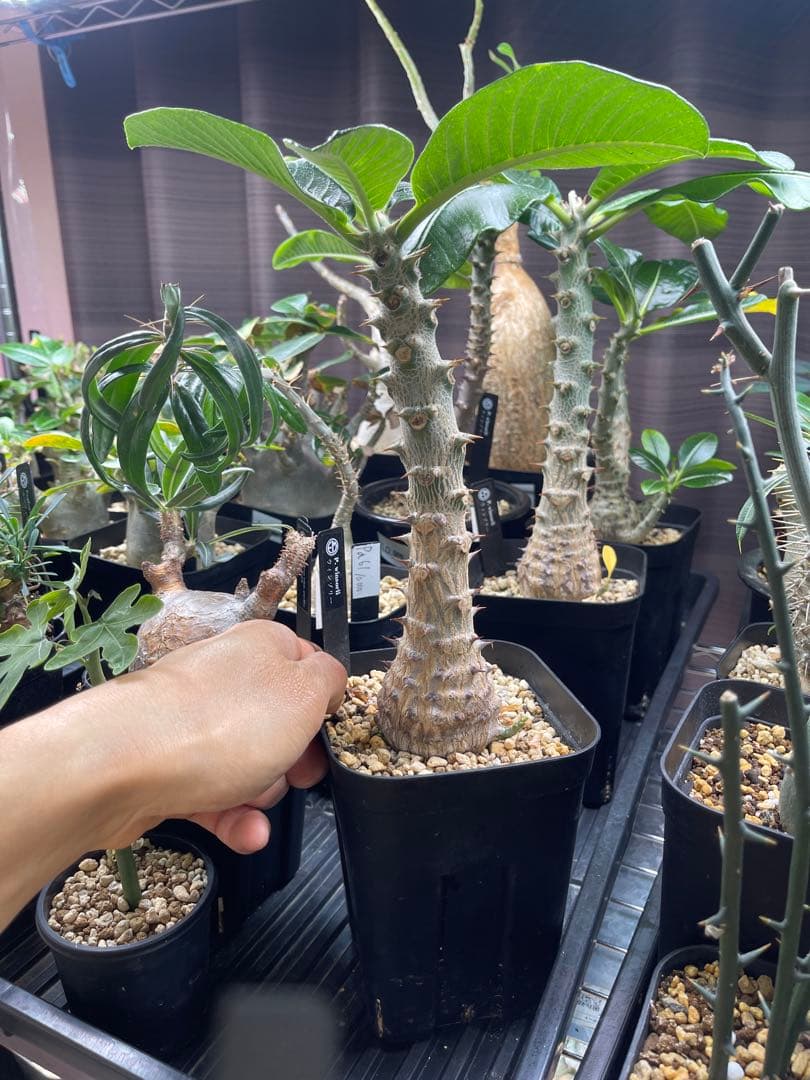 EMP パキポディウム ウィンゾリー 実生 / Pa82