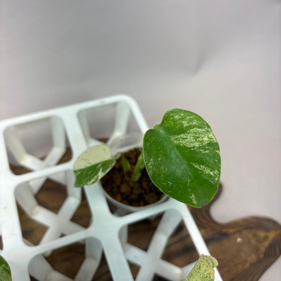 ち*え様 5株セットms54モンステラ バールマルクスフレーム