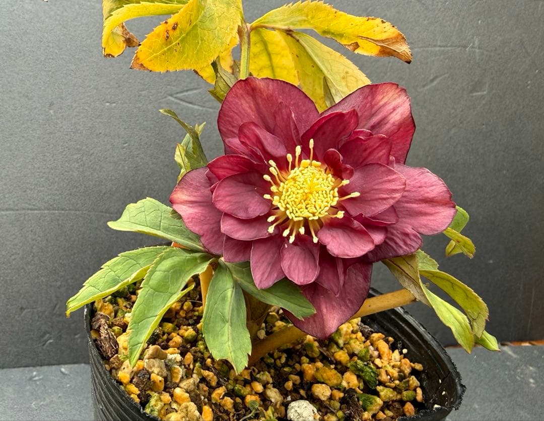 クリスマスローズ 開花株 ddレッドオーレア - メルカリ