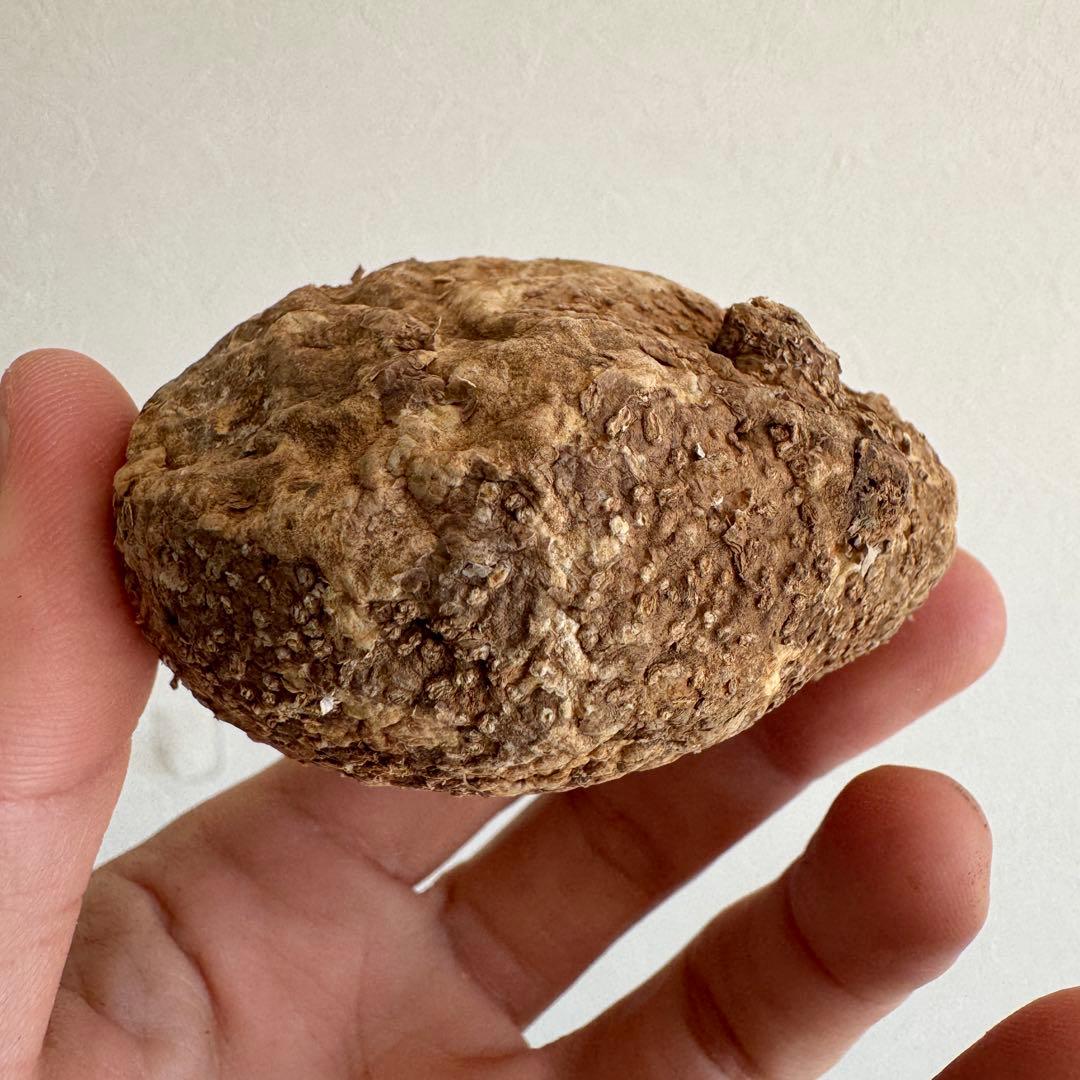 23.アデニア・オバタ 輸入直後ベアルート株　Adenia Ovata