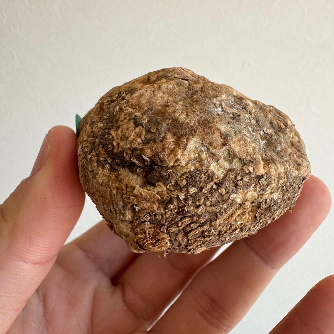 23.アデニア・オバタ 輸入直後ベアルート株　Adenia Ovata