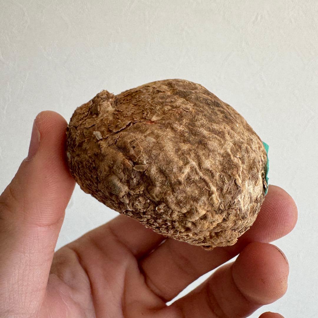 23.アデニア・オバタ 輸入直後ベアルート株　Adenia Ovata