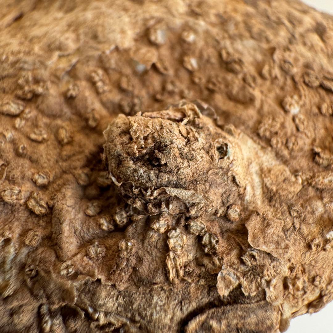 23.アデニア・オバタ 輸入直後ベアルート株　Adenia Ovata