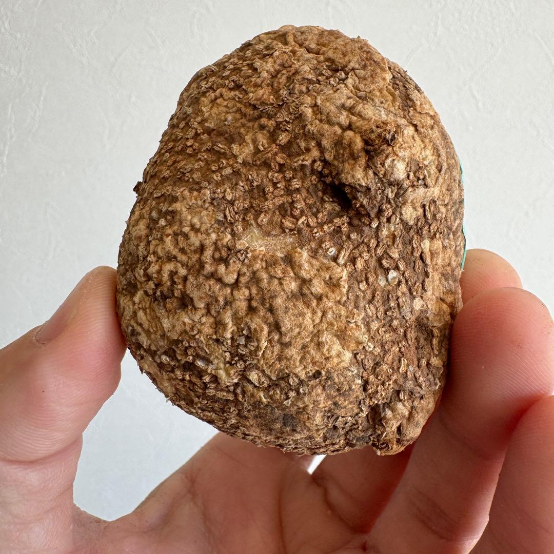 23.アデニア・オバタ 輸入直後ベアルート株　Adenia Ovata