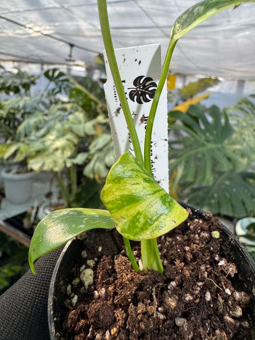 E3モンステラ　デリシオーサ　エレクトロライト　美斑入り株