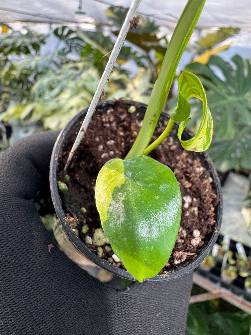 E3モンステラ　デリシオーサ　エレクトロライト　美斑入り株