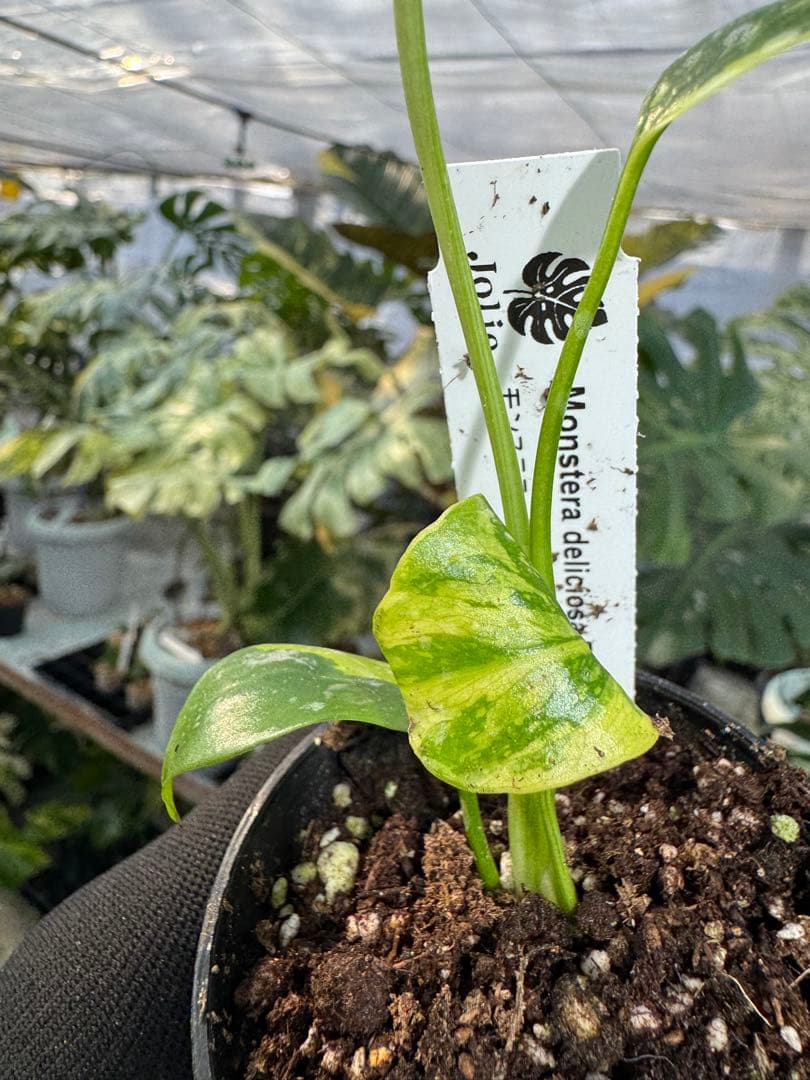 E3モンステラ　デリシオーサ　エレクトロライト　美斑入り株