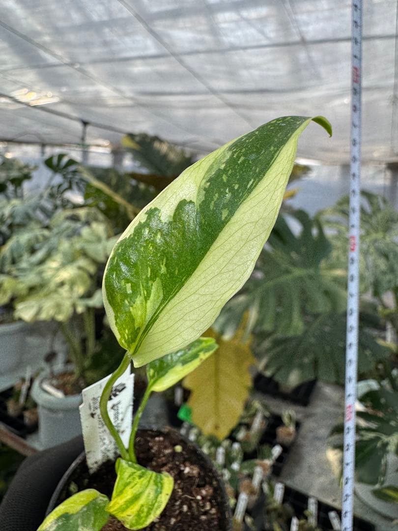 E3モンステラ　デリシオーサ　エレクトロライト　美斑入り株