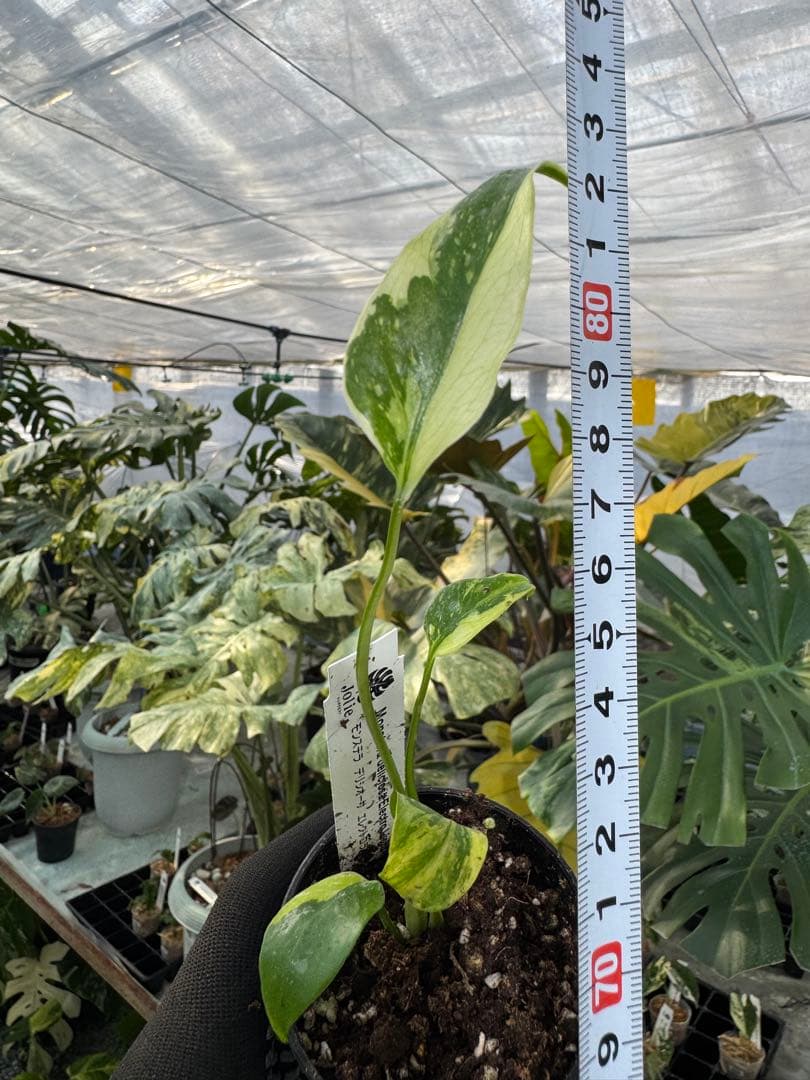 E3モンステラ　デリシオーサ　エレクトロライト　美斑入り株