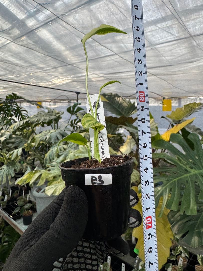 E3モンステラ　デリシオーサ　エレクトロライト　美斑入り株