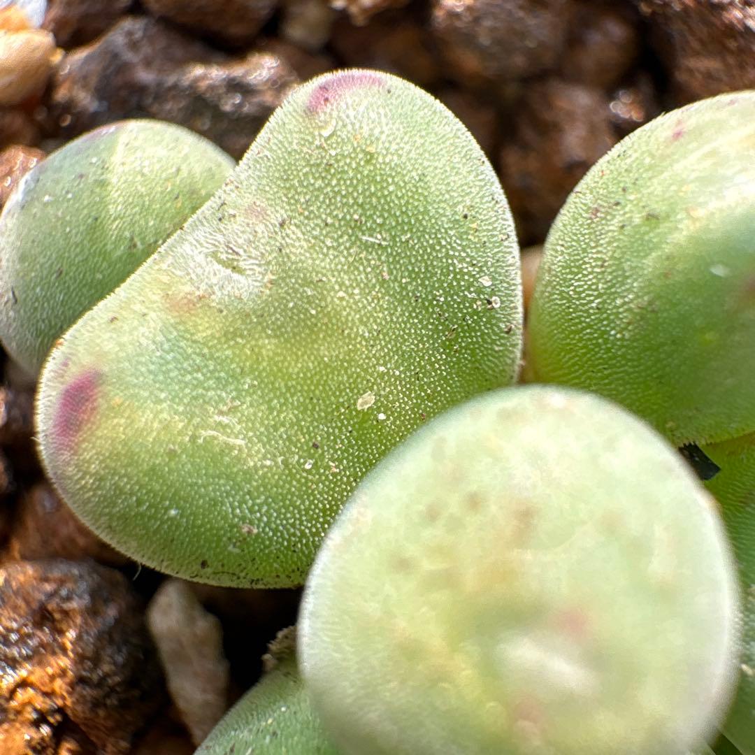 多肉植物 コノフィツム 口笛 群生株 8頭 - メルカリ