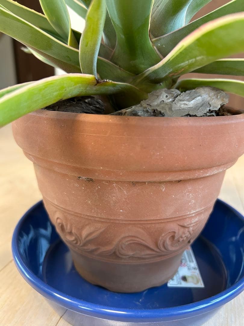 アガベ 観葉植物 中型 テラコッタ鉢