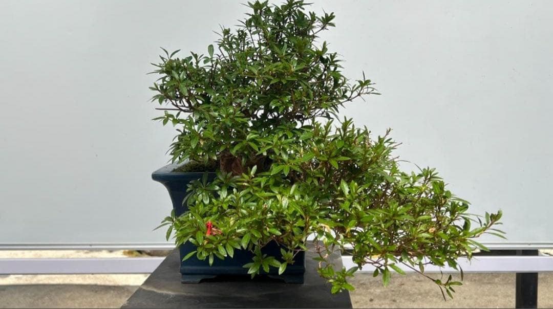 さつき　皐月盆栽　金采　半懸崖　サバ幹　横幅約50センチ