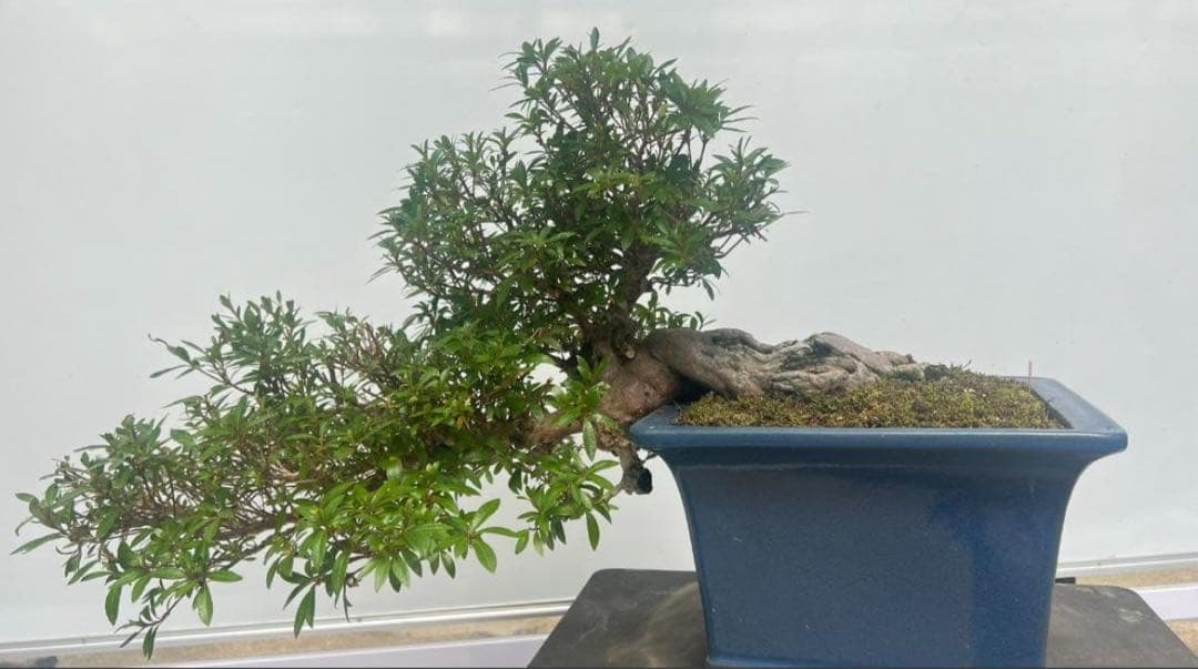 さつき　皐月盆栽　金采　半懸崖　サバ幹　横幅約50センチ