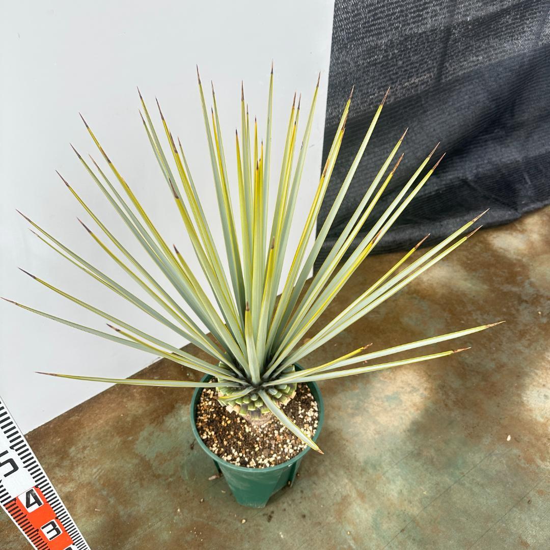 ユッカ　リギダ【24-666】