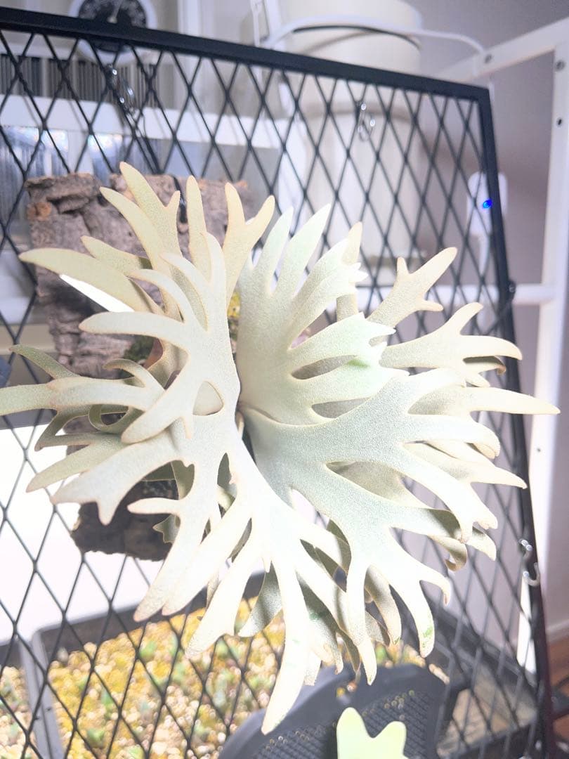 ビカクシダ P. willinckii Jenny TC スーパードワーフ