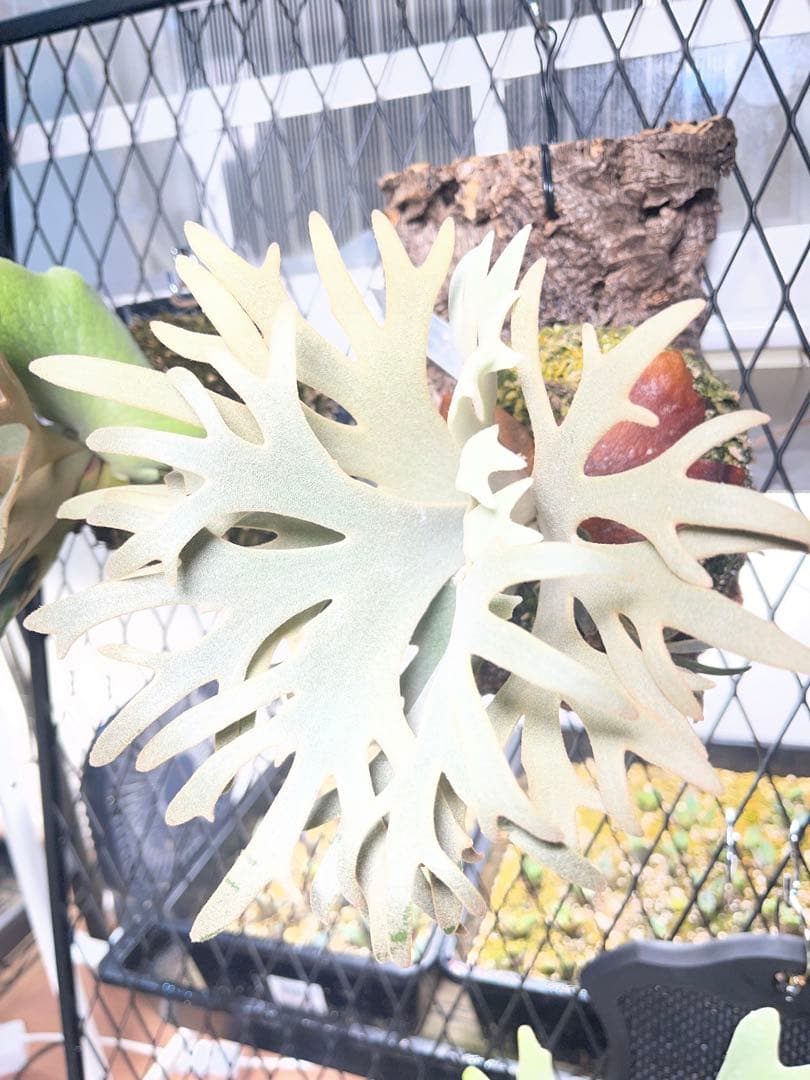 ビカクシダ P. willinckii Jenny TC スーパードワーフ