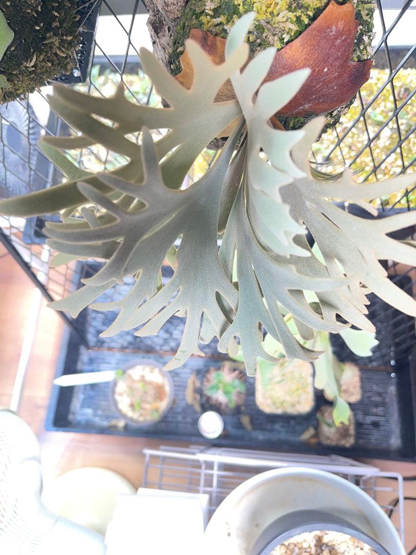 ビカクシダ P. willinckii Jenny TC スーパードワーフ