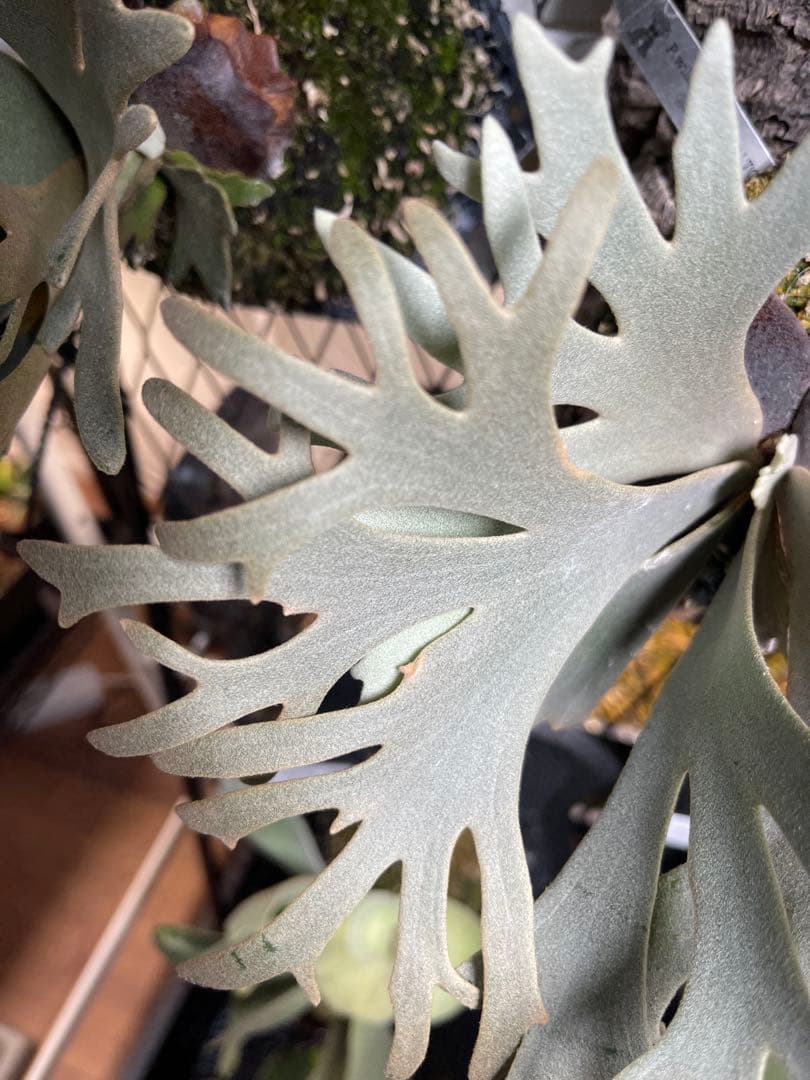 ビカクシダ P. willinckii Jenny TC スーパードワーフ